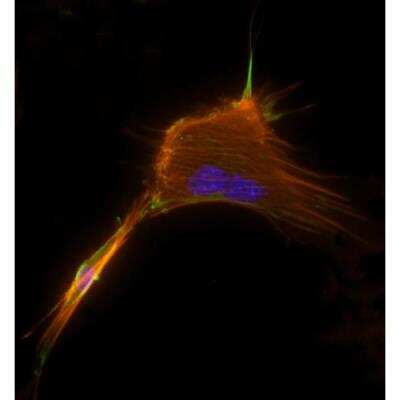 Immunocytochemistry/ Immunofluorescence: VECTASHIELD(R) HardSet(TM) Antifade Mounting Medium with Phalloidin [H-1600-NB]