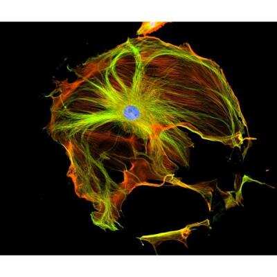 Immunocytochemistry/ Immunofluorescence: VECTASHIELD(R) HardSet(TM) Antifade Mounting Medium with Phalloidin [H-1600-NB]
