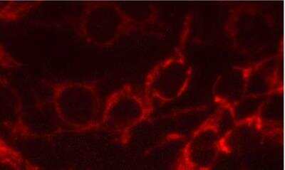 Immunocytochemistry/ Immunofluorescence: VECTASHIELD(R) HardSet(TM) Antifade Mounting Medium [H-1400-NB]