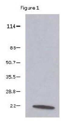 Western Blot: VEGF Antibody (6B7)BSA Free [NBP1-19181]