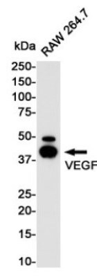 Western Blot: VEGF Antibody (S04-6D7) [NBP3-20082]
