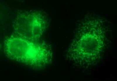 Immunocytochemistry/ Immunofluorescence: VEGF-B Antibody (OTI1H9) - Azide and BSA Free [NBP2-74844]