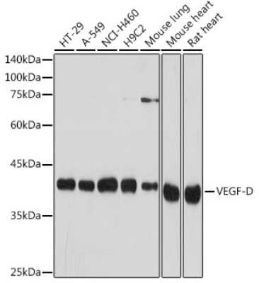 Western Blot: VEGF-D Antibody (9C2U7) [NBP3-15705]