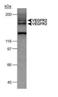 Western Blot: VEGFR2/KDR/Flk-1 Antibody [NB100-529]