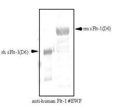 Western Blot: VEGFR1/Flt-1 Antibody (EWF)Azide and BSA Free [NB600-1006]