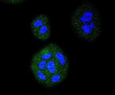 Immunocytochemistry/ Immunofluorescence: VEGFR1/Flt-1 Antibody (SY09-09) [NBP3-11864]