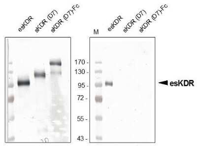 Western Blot: VEGFR2/KDR/Flk-1 Antibody (20I6)Azide and BSA Free [NBP1-18646]