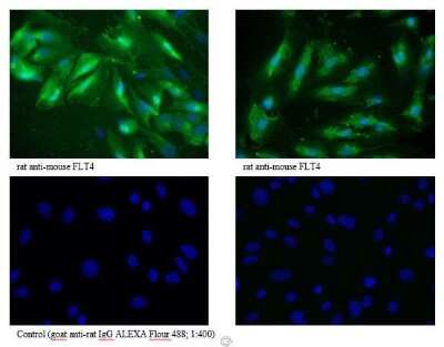 Immunocytochemistry/ Immunofluorescence: VEGFR3/Flt-4 Antibody (7A3) - Azide and BSA Free [NBP1-18653]