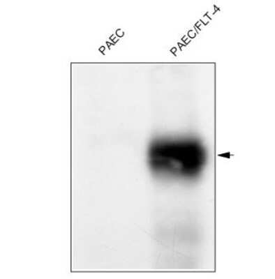 Western Blot: VEGFR3/Flt-4 Antibody (7A3)Azide and BSA Free [NBP1-18653]