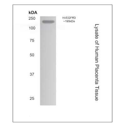 Western Blot: VEGFR3/Flt-4 Antibody (MM0003-7G63)Azide and BSA Free [NB110-60968]