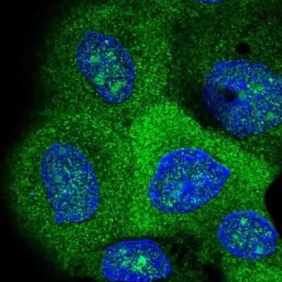 Immunocytochemistry/ Immunofluorescence: VEPH1 Antibody [NBP1-82291]
