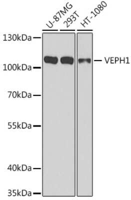 Western Blot: VEPH1 AntibodyBSA Free [NBP2-94141]