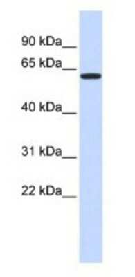 Western Blot: VEZF1 Antibody [NBP1-80115]