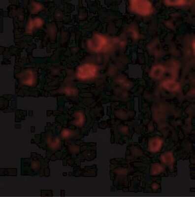 Immunocytochemistry/ Immunofluorescence: VGF Antibody - BSA Free [NBP1-76906]