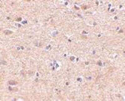 Immunohistochemistry-Paraffin: VGF Antibody - BSA Free [NBP1-76906]