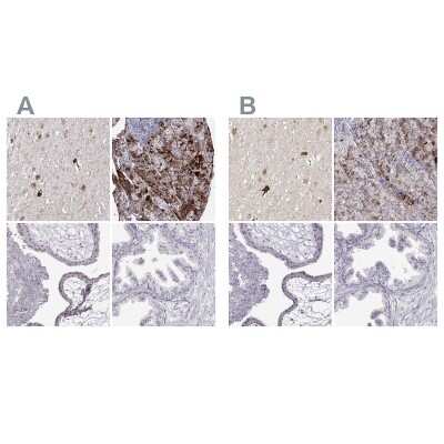Immunohistochemistry-Paraffin: VGF Antibody [NBP2-31596]