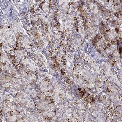 Immunohistochemistry-Paraffin: VGF Antibody [NBP2-56358]