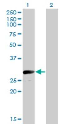Western Blot: VGLL1 Antibody (3C7) [H00051442-M01]