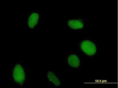 Immunocytochemistry/ Immunofluorescence: VGLL1 Antibody [H00051442-B02P]