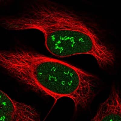Immunocytochemistry/ Immunofluorescence: VGLL4 Antibody [NBP1-81543]