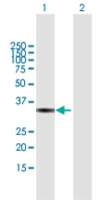 Western Blot: VGLL4 Antibody [H00009686-B01P]