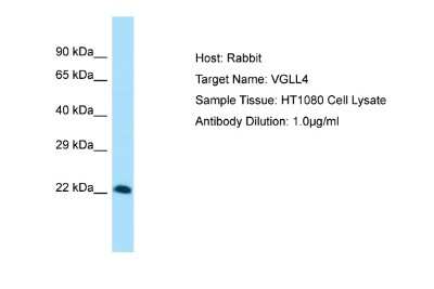 Western Blot: VGLL4 Antibody [NBP2-88572]