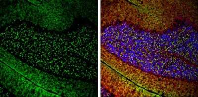 Immunohistochemistry-Frozen: VGLUT1 Antibody [NBP3-13165]