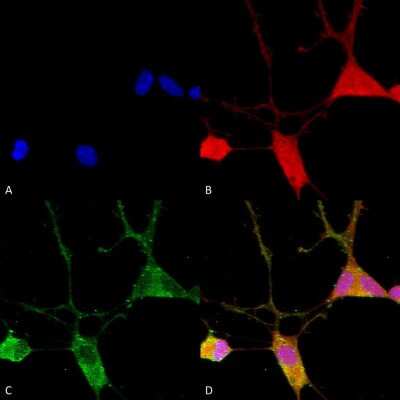 Immunocytochemistry/ Immunofluorescence: VGLUT1 Antibody (S28-9) [NBP2-59329]