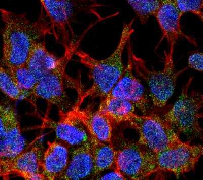 Immunocytochemistry/ Immunofluorescence: VGLUT2 Antibody (S29-29) [NBP2-59330]