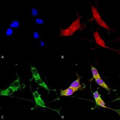 Immunocytochemistry/ Immunofluorescence: VGLUT2 Antibody (S29-29) [NBP2-59330]