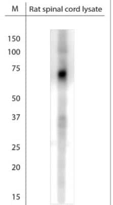 Western Blot: VGLUT2 Antibody [NBP1-46534]