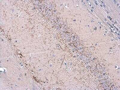 Immunohistochemistry-Paraffin: VGluT3 Antibody [NBP3-13183]