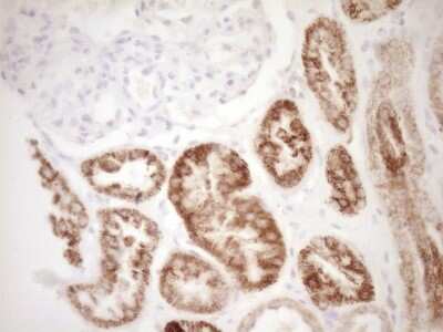 Immunohistochemistry: VIP Antibody (OTI1E8) [NBP2-46349]