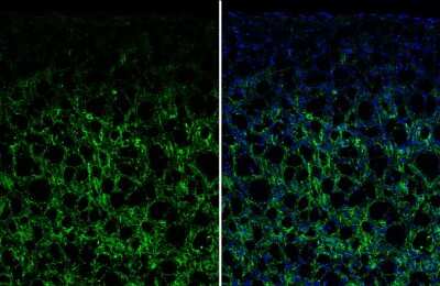 Immunohistochemistry-Frozen: VIP Antibody [NBP3-12900]
