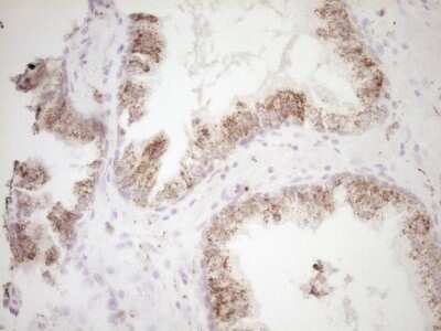 Immunohistochemistry: VIP Antibody (OTI1E8) - Azide and BSA Free [NBP2-74848]