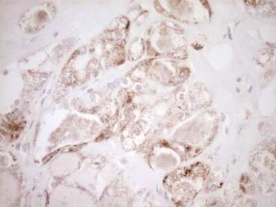 Immunohistochemistry: VIP Antibody (OTI1E8) - Azide and BSA Free [NBP2-74848]