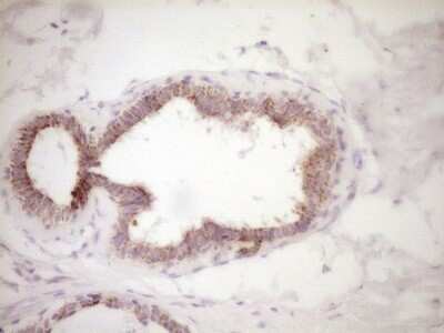 Immunohistochemistry: VIP Antibody (OTI1E8) - Azide and BSA Free [NBP2-74848]