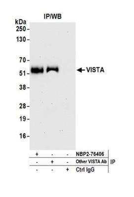 Immunoprecipitation: VISTA/B7-H5/PD-1H Antibody (BLR035F) [NBP2-76406]