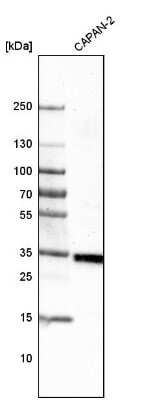 Western Blot: VISTA/B7-H5/PD-1H Antibody (CL3975) [NBP2-59030]
