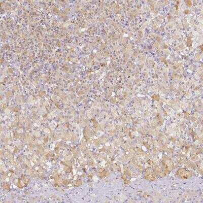 Immunohistochemistry-Paraffin: VMAT1/SLC18A1 Antibody [NBP2-55798]