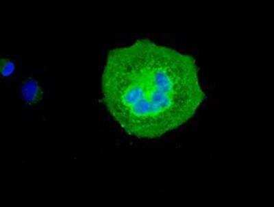 Immunocytochemistry/ Immunofluorescence: VMAT2 Antibody (OTI9E11) [NBP1-47977]