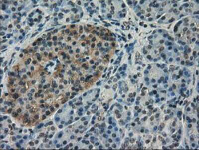 Immunohistochemistry-Paraffin: VMAT2 Antibody (OTI9E11) [NBP1-47977]