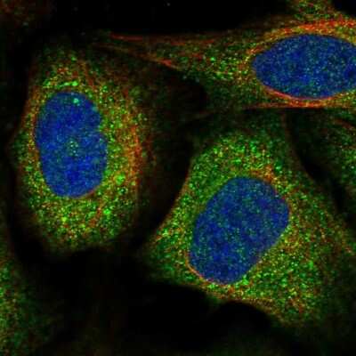 Immunocytochemistry/ Immunofluorescence: VPS11 Antibody [NBP2-47583]