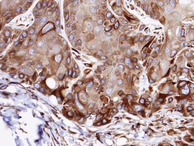 Immunohistochemistry-Paraffin: VPS16 Antibody [NBP1-31455]