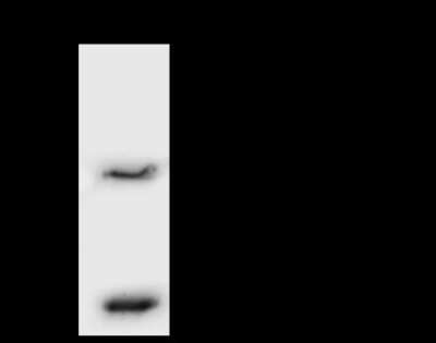 Immunoprecipitation: VPS16 Antibody [NBP2-97757]