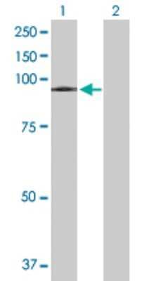 Western Blot: VPS16 Antibody [H00064601-B01P]