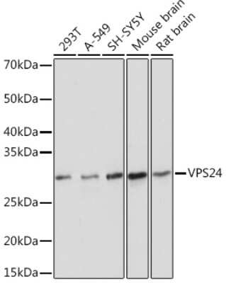 Western Blot: VPS24 Antibody (1L10B7) [NBP3-16902]