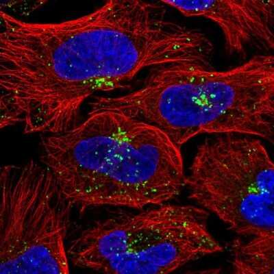 Immunocytochemistry/ Immunofluorescence: VPS26A Antibody [NBP2-49257]