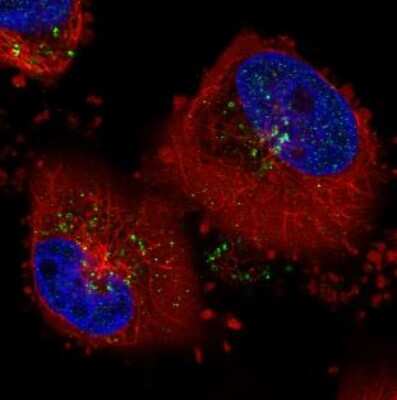 Immunocytochemistry/ Immunofluorescence: VPS26A Antibody (CL2287) [NBP2-36754]
