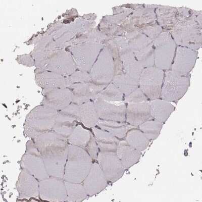 Immunohistochemistry-Paraffin: VPS26A Antibody (CL2287) [NBP2-36754]